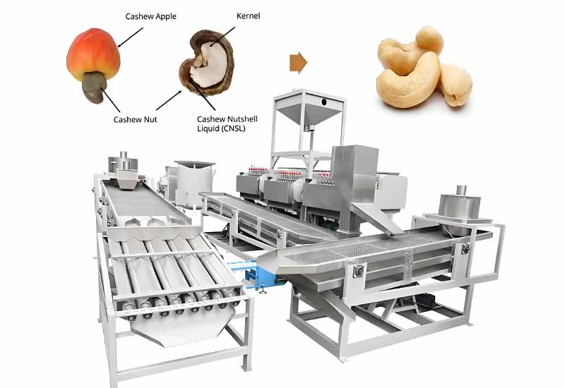Cashew Processing Line