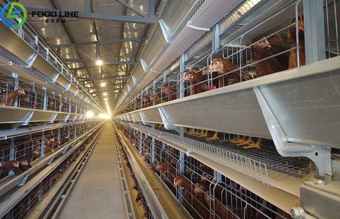 Automatic Chicken Layer Cages for Sale | A & H Type Layer Battery Systems